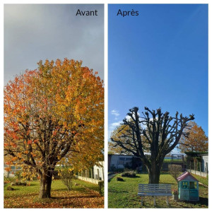 Photo de galerie - Elagage et coupe d'arbres