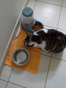 Photo de galerie - Garde de chat au domicile des personnes, passage quotidien