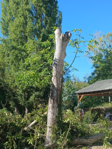 Photo de galerie - Abatage d’arbre