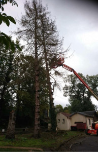 Photo de galerie - Elagage et coupe d'arbres