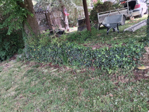 Photo de galerie - Tonte de pelouse - Débroussaillage