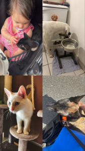 Photo de galerie - PetSitter : Chiens et chats 