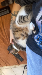 Photo de galerie - Garde chat