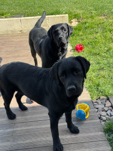 Photo de galerie - Mes deux bébés ?