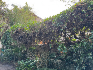 Photo de galerie - Taille de haies et d'arbustes