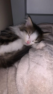 Photo de galerie - Je propose mes services de garder votre chat 