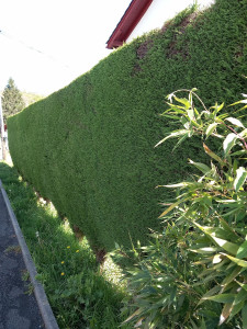 Photo de galerie - Taille de haies et d'arbustes