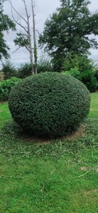 Photo de galerie - Taille de haies et d'arbustes