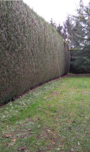 Photo de galerie - - Tonte, débroussaillage - Taille de haie - Taille d'arbustes et arbres fruitiers 