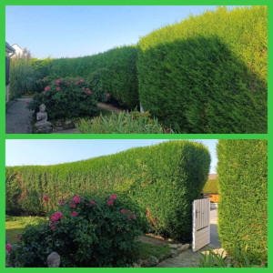 Photo de galerie - Haie 