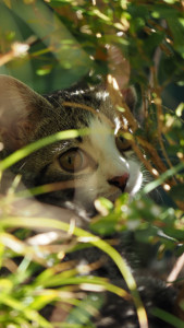 Photo de galerie - Photographie de portrait sur un chat