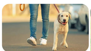 Photo de galerie - Coucou, j'adore les toutous. en vacances, en week-end ? je suis là pour vous le garder.