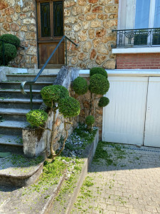 Photo de galerie - Taille de buis 
