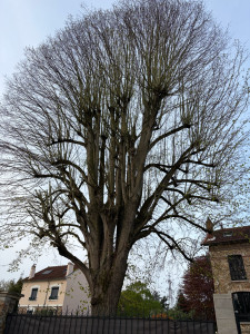 Photo de galerie - Taille en réduction d’un tilleul 