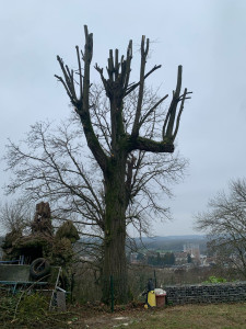 Photo de galerie - Elagage et coupe d'arbres
