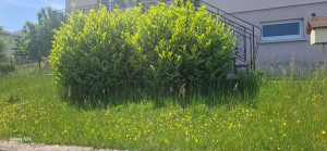 Photo de galerie - Taille de haies et d'arbustes