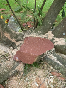 Photo de galerie - Soin des arbres. Présence de champignons tentative de soin afin d'éviter l'abattage.