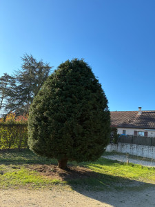 Photo de galerie - Taille de sapin 