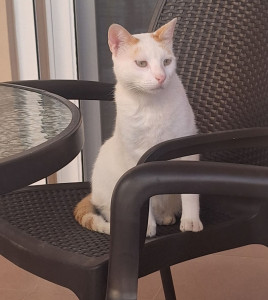 Photo de galerie - Gaspard est un adorable chat de 3 ans que je garde à Sartrouville. C’est toujours un plaisir de m’occuper de lui et de jouer avec lui ! Il adore qu'on lui accorde de l’attention.
