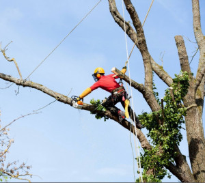 Photo de galerie - Élaguer des arbres . Evaculer des déchets verts Ramassé les feuilles Faire du bois Ranger du bois Nettoyer le jardin