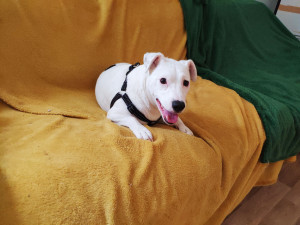 Photo de galerie - Garde chien