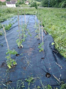 Photo de galerie - Plantation de tomates, entièrement réalisé à la main (travail du sol, désherbage, bâchage, plantation, entretien)