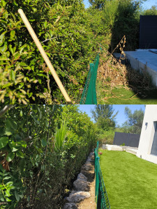 Photo de galerie - Taille de haie + débroussaillage pour redonner l'accès au passage