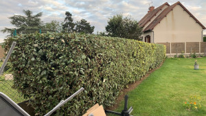 Photo de galerie - Taille de haies et d'arbustes