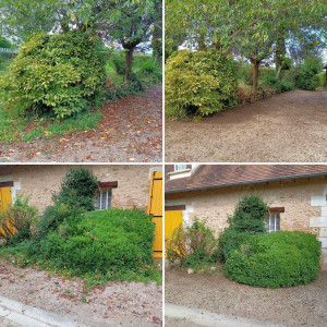 Photo de galerie - Taille de haies et d'arbustes