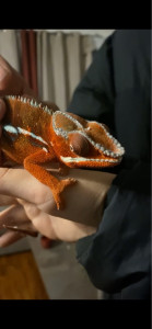 Photo de galerie - Je peux vraiment garder tout type d’animaux quelque sois la taille et la race (je garde aussi les oiseaux et les reptiles!)