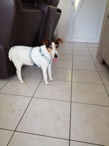 Photo de galerie - Garde chien