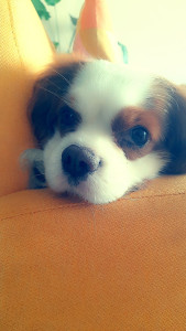 Photo de galerie - Mon compagnon a 4 pattes mon petit Paddy dit Paddoche la cloche! lol