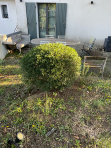 Photo de galerie - Taille d'arbuste.