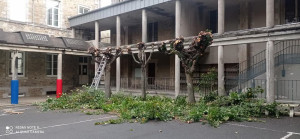 Photo de galerie - élagage 
