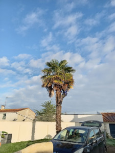 Photo de galerie - Taille d'un palmier avec un harnais 
