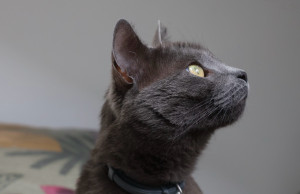 Photo de galerie - G. un chat à l’affût 