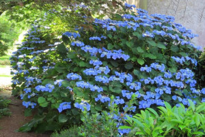 Photo de galerie - Il est très beau ! Ce Camélia bleu en fleur prend un peut trop de place.