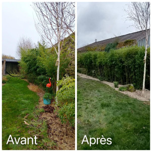 Photo de galerie - Remise au propre de bambou taille au sécateur 