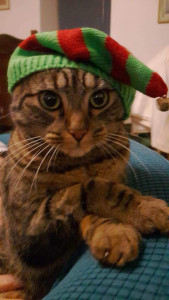 Photo de galerie - Garde de petit Loulou 