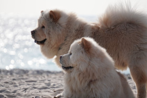 Photo de galerie - C'est juste une photo brute. 