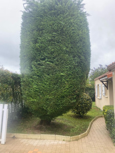 Photo de galerie - Taille d’un sapin et arbuste derrière 