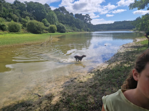 Photo de galerie - Baignades et jeux pour cette énergique femelle Braque Allemand 