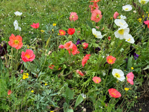 Photo de galerie - Je suis une femme de ménage professionnelle 