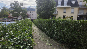 Photo de galerie - Taille de hais (Laurier)