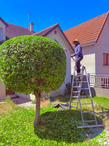 Photo de galerie - Taille en boule nickel ?? 