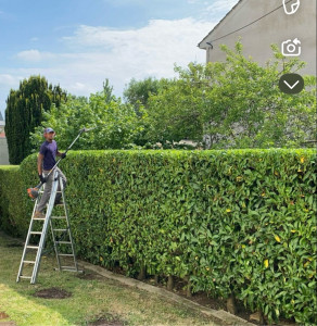 Photo de galerie - Taille de haies et d'arbustes