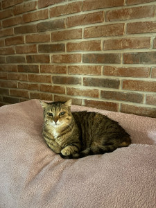 Photo de galerie - Garde chat