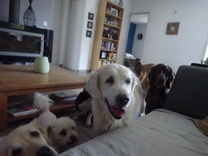 Photo de galerie - Mes habitués toujours près de moi