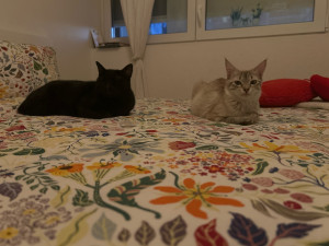 Photo de galerie - Mes chats ? ?‍⬛ 