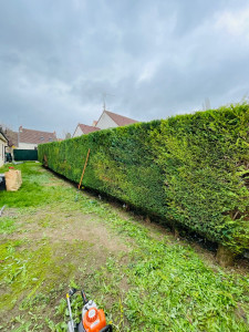 Photo de galerie -  Taille d’une haie mono-specifique (thuyas)